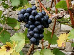 Ajuts a les inversions per a la millora de la producció i/o comercialització de productes vitivinícoles.