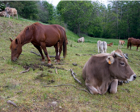 El Govern aprova el Decret d’ordenació d’explotacions ramaderes