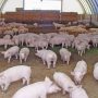 Jornada en línia. Reduir les  emissions en la producció porcina: Per on seguim?