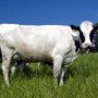 Fitxa Tècnica sobre la normativa de la producció ecològica de bestiar herbívor