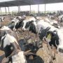 Visita a la Granja “San José”, una de les majors explotacions de vacú de llet d’Espanya