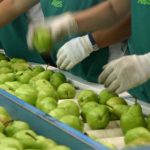 Curs pràctic de la Norma d’ Envasat de productes Agrícoles de TESCO TPPS (v2)