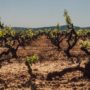 Publicat l’Informe sobre el sector vitivinícola a Catalunya del juny de 2019 de l’Observatori de la vinya, el vi i el cava.