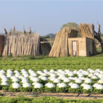 XXIII Jornada de l’horta