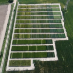 RECOMEX. Resultats d’assaigs i innovacions en cultius extensius d’hivern