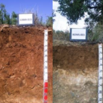 Presentació del projecte “Elaboració d’un plànol de varietats i sòls del conreu de l’avellaner a Catalunya”