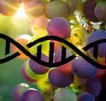 Jornada tècnica en línia: Cafè amb la Recerca: Nano in food