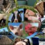El Departament d’Agricultura publica una Guia de les tecnologies de tractament de les dejeccions ramaderes a Catalunya