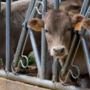 Publicat el Reial decret pel qual s’estableixen normes bàsiques d’ordenació de les granges bovines