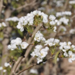 XIV Jornada de fructicultura