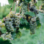 Jornada Les noves tecnologies com a eina per a la presa de decisions en vinya