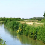 Congres virtual "Agriculture and irrigation in the Middle Ages"