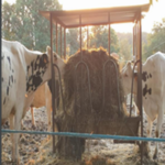 Jornada tècnica en línia: Proposta de nou decret d’ordenació ramadera a Catalunya: novetats i elements a destacar