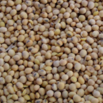 Jornada tècnica: Matins d’Innovació: Noves fonts de proteïna i  alternatives en  alimentació animal