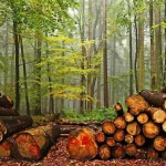 Jornada: "Biomassa i Aprofitaments Forestals Industrials: Reptes i Oportunitats per al Desenvolupament Rural"