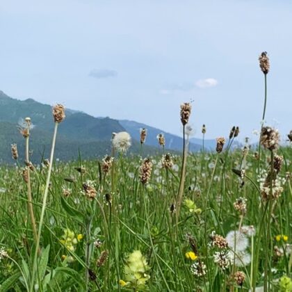 Sessió informativa Agència de la Natura de Catalunya - Agrònoms - Enginyers  Agrònoms de Catalunya