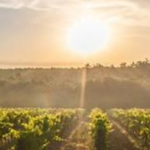 Jornada: Vi, ciència i cultura