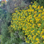 Webinar "Cobertes i façanes verdes a edificis. Els impactes desitjats i no desitjats”