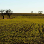 Matins d’innovació  social al sector  agroalimentari