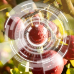 XXI Jornada tècnica  de postcollita Postcollita: digitalització