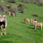 Jornades de reflexió de la ramaderia al  Pirineu: reptes i  oportunitats