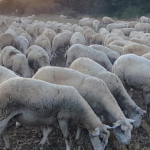 Jornada: Ramaderia extensiva regenerativa