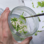 Visita tècnica a les instal·lacions d'Agromillora