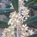 Jornada tècnica: "L’olivera i la seva adaptació al canvi climàtic. Nous models econòmics i ambientals". (26a Fira de l'Oli DOP Siurana de Reus)