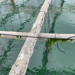 Jornada d'Aqüicultura restaurativa al Mediterrani:  Les macroalgues, una oportunitat de diversificació de l’activitat aqüícola