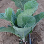 Compostatge descentralitzat  i horticultura: experiències i  reptes