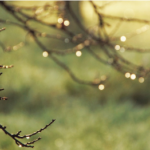 Jornada - De l'aigua meteorològica a l'aigua nova. Obligats a la transició hídrica
