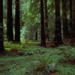 L'Agricultura com a embornal de carboni: situació actual i perspectives de futur