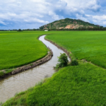 Jornada IIE "El regadiu: producció agrícola competitiva i sostenible"