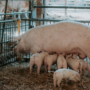 Nou Reial decret en matèria de vigilància d’explotacions agràries: porcines, avícoles i bovines