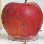 Control de plagues de fruiters: mosca de la fruita, Ceratitis capitata