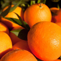 Els reptes de la citricultura: sanitat vegetal, gastronomia i prevenció del malbaratament
