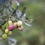 Modernització del cultiu de l’olivera segons disponibilitat de reg