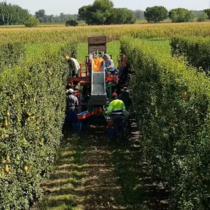 #ÀGORA_AGRÒNOMS: “Els reptes agroalimentaris i el concepte d’intensificació sostenible”
