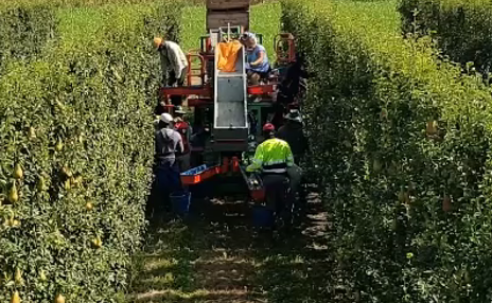 #ÀGORA_AGRÒNOMS: “Els reptes agroalimentaris: context global, innovació i el concepte d’intensificació sostenible en conreus llenyosos”