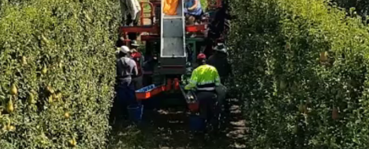 #ÀGORA_AGRÒNOMS: “Els reptes agroalimentaris: context global, innovació i el concepte d’intensificació sostenible en conreus llenyosos”