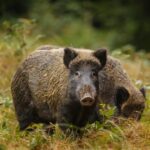 Webinar | Bioseguretat en granges porcines enfront de situacions de risc