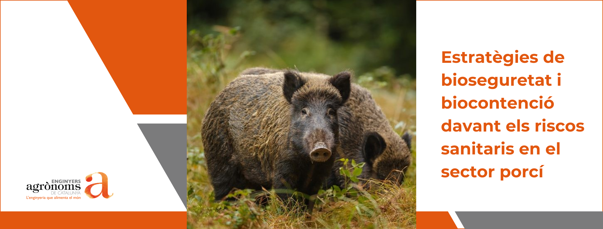 Estratègies de bioseguretat i biocontenció davant els riscos sanitaris en el sector porcí
